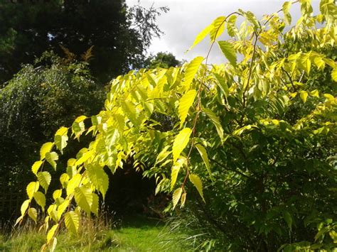 kiwi sunset zelkova|Japanese Zelkova (Zelkova serrata Kiwi Sunset)